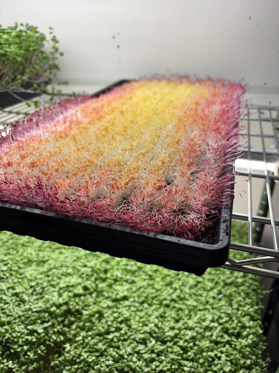 Organic Fresh Microgreens - Premium healthy greens Sri Lanka